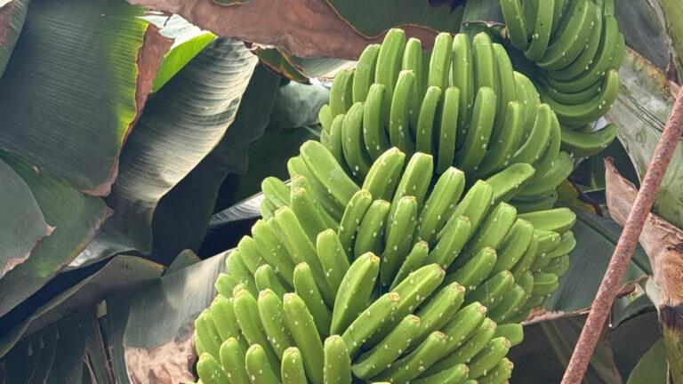 Plataneras en una plantación tradicional del norte de Tenerife
